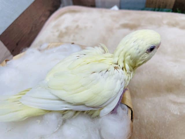サザナミインコ