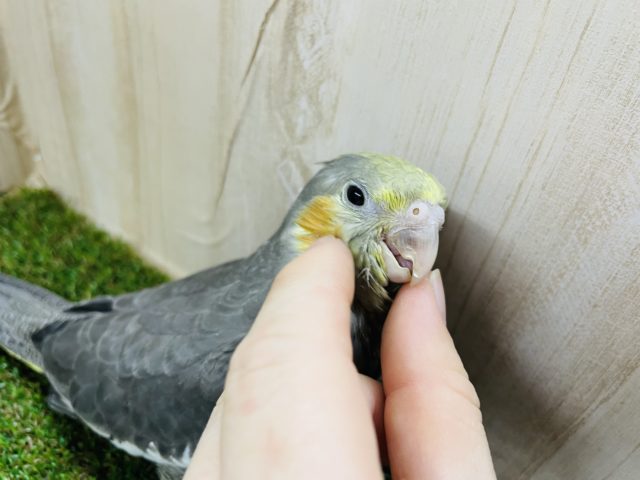 オカメインコ