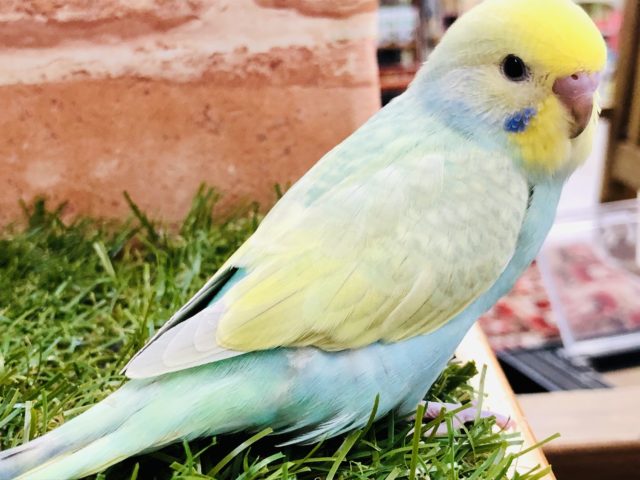 パステルレインボー