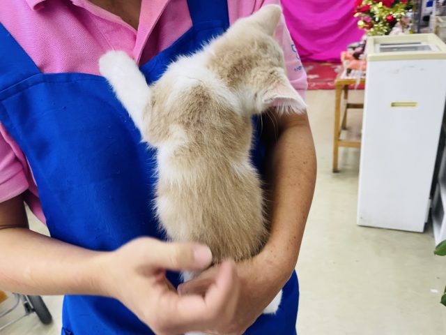 スコティッシュフォールド