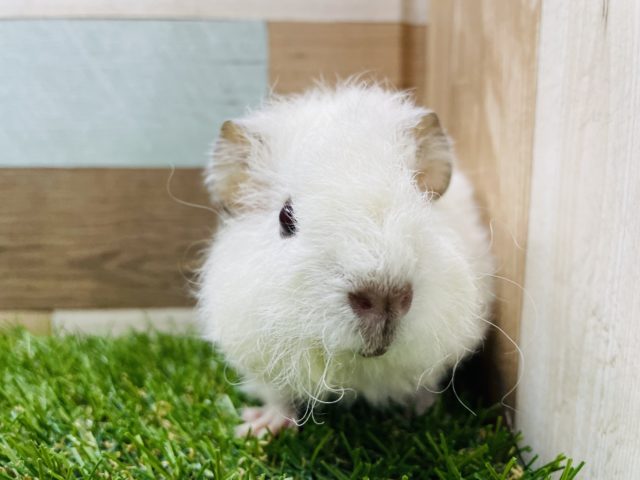 テディモルモット