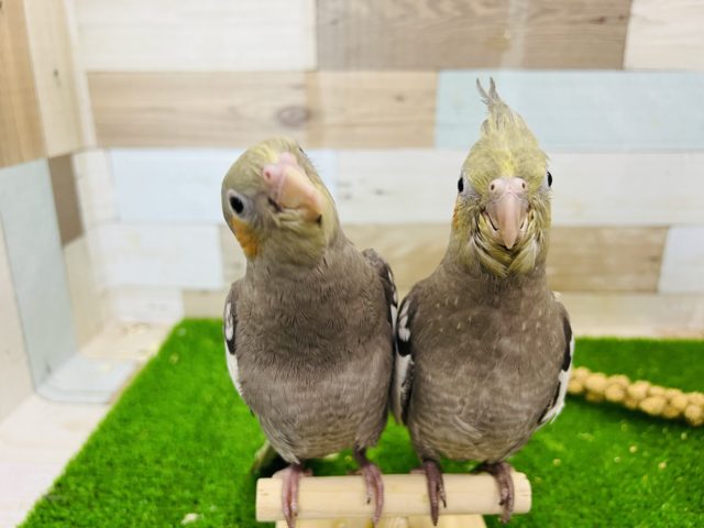 オカメインコ
