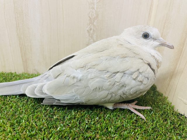 ジュズカケバト