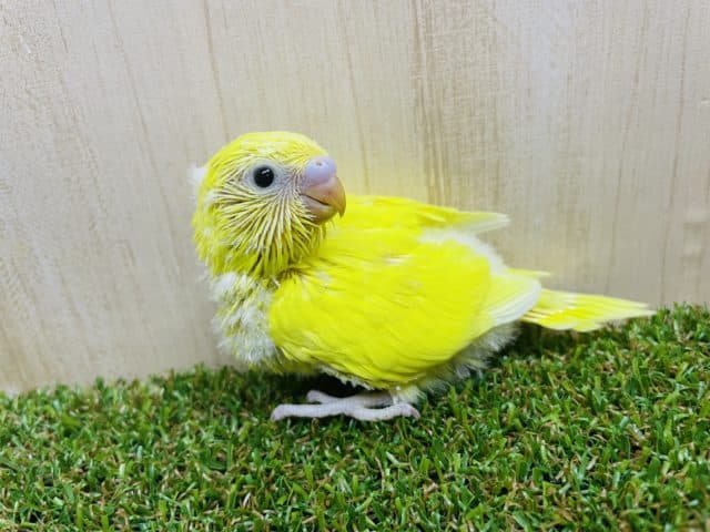 セキセイインコ