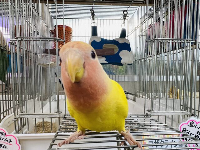 コザクラインコ（小桜インコ）