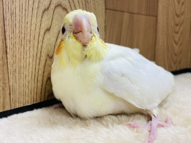 【最新画像更新!☆】ガーガー鳴くよ♫オカメインコ(ルチノー)ヒナ オカメインコ