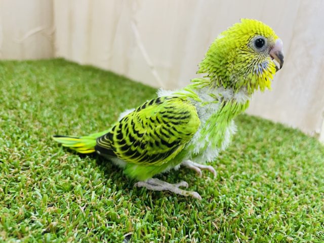 セキセイインコ