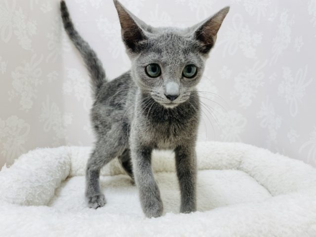 ロシアンブルー