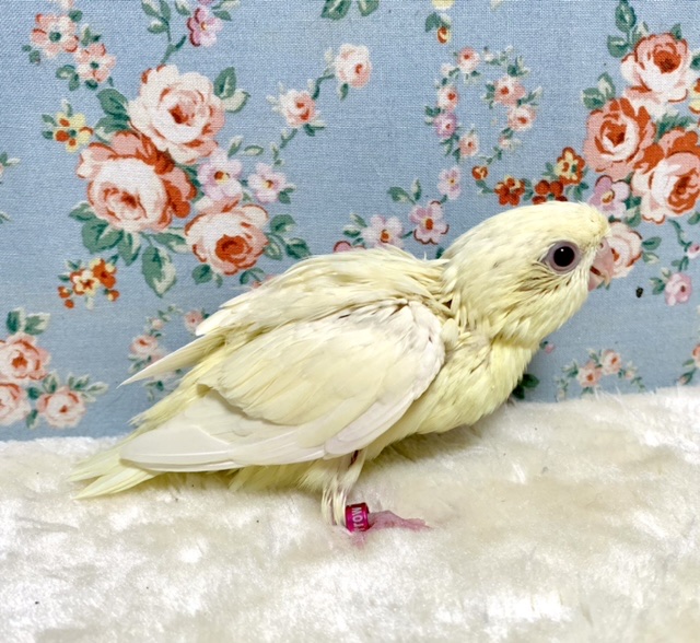 サザナミインコ