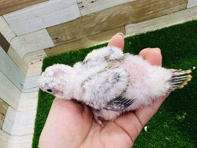 ホオミドリウロコインコ