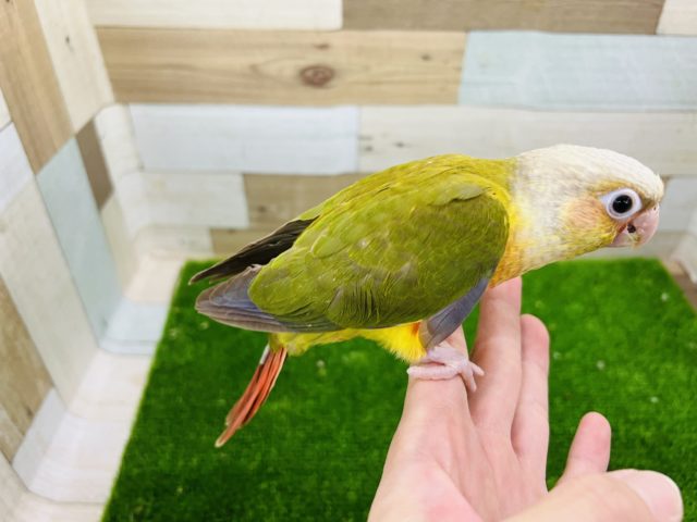 ホオミドリウロコインコ