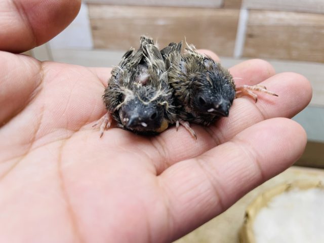 錦花鳥（キンカチョウ）