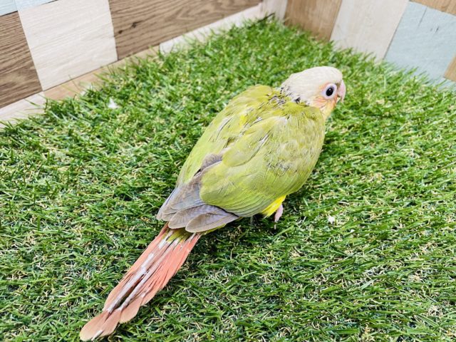 ホオミドリウロコインコ