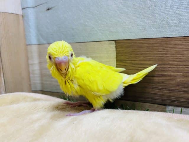 セキセイインコ