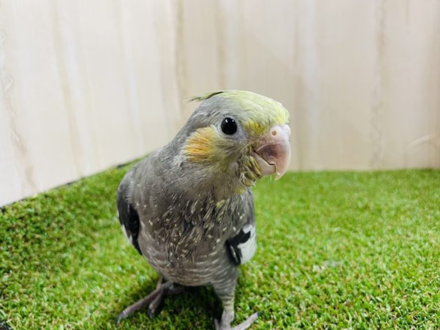 オカメインコ