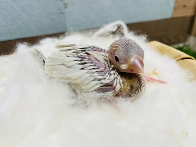 シルバーイノ文鳥