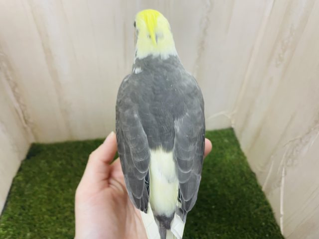 オカメインコ