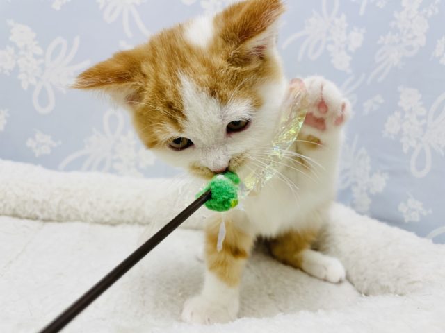 スコティッシュフォールド