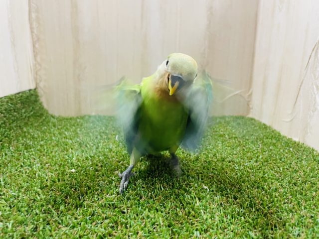 コザクラインコ（小桜インコ）