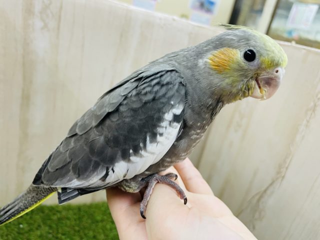 オカメインコ