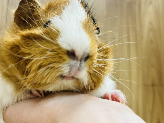 アビシニアンモルモット