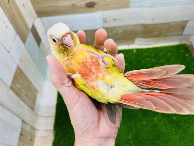 ホオミドリウロコインコ