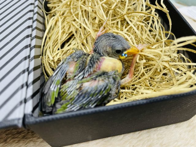 チモールセイコウチョウ