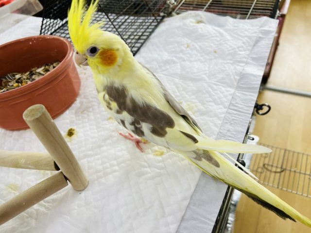 オカメインコ