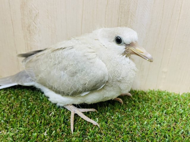 ジュズカケバト