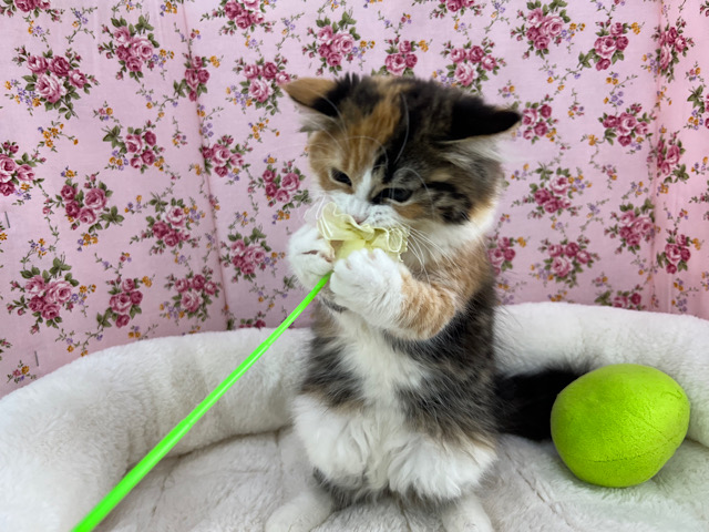 スコティッシュフォールド