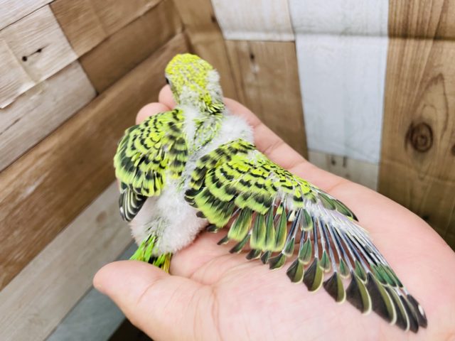 セキセイインコ