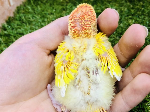 コザクラインコ（小桜インコ）