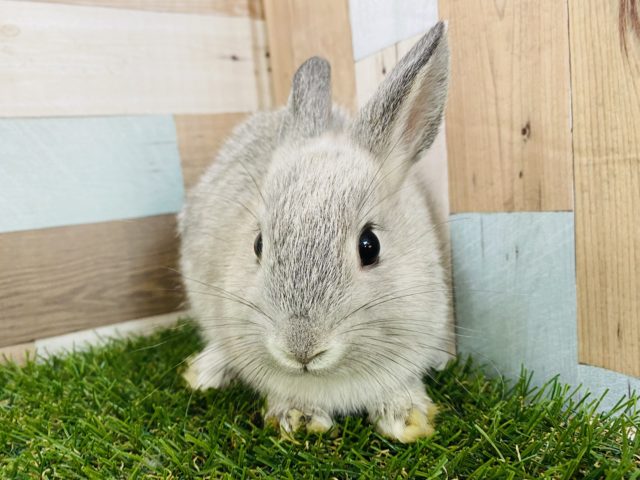 ネザーランドドワーフ