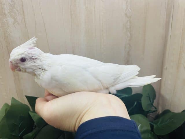 オカメインコ
