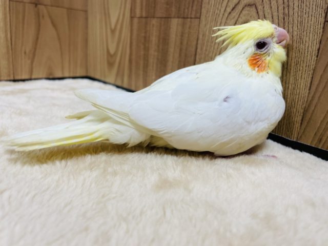 【最新画像更新!☆】ガーガー鳴くよ♫オカメインコ(ルチノー)ヒナ オカメインコ