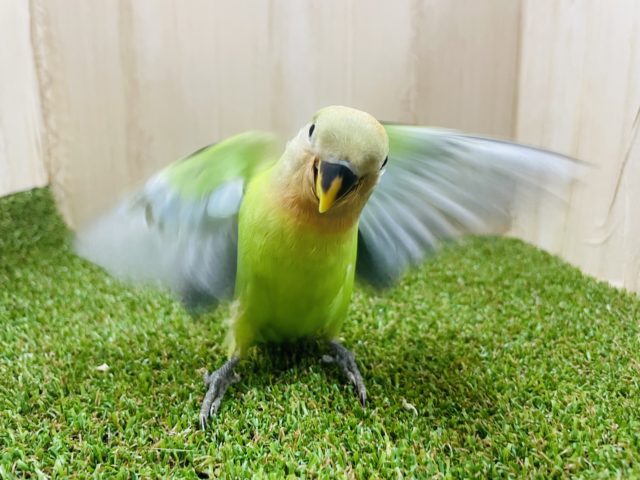 コザクラインコ（小桜インコ）