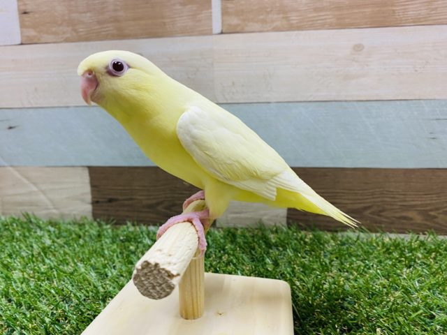 サザナミインコ