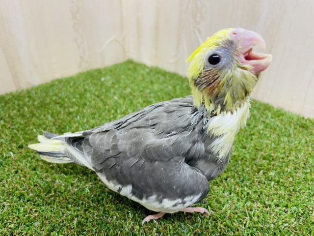 オカメインコ