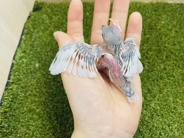 シルバー文鳥