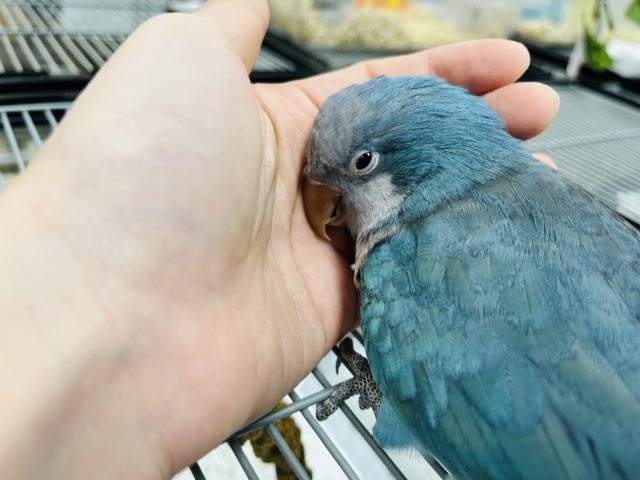 オキナインコ