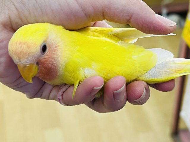 コザクラインコ（小桜インコ）