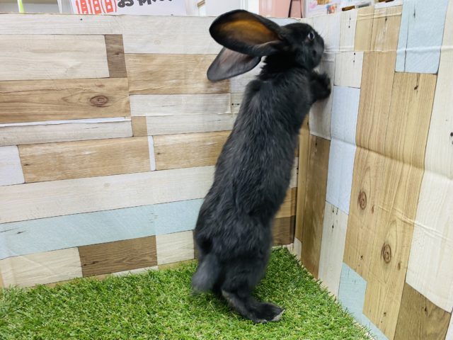 フレミッシュジャイアント