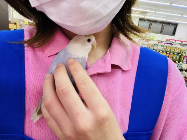 コザクラインコ（小桜インコ）