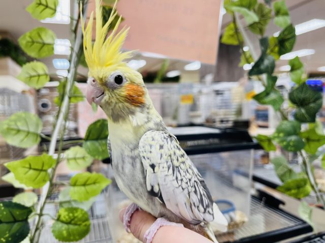 オカメインコ