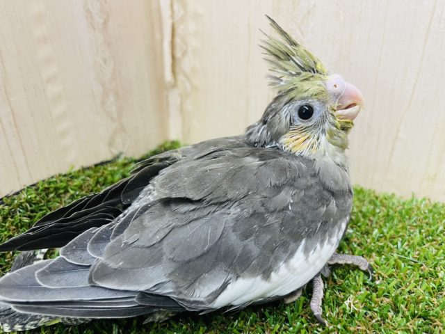 オカメインコ