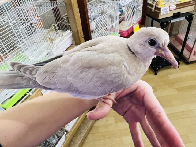 ジュズカケバト