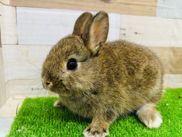 ネザーランドドワーフ