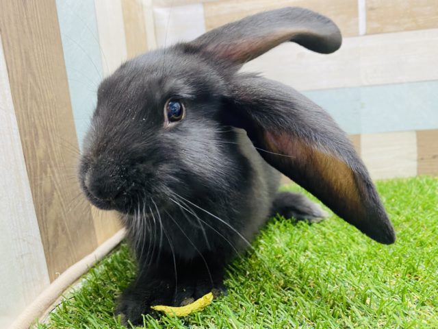 フレミッシュジャイアント