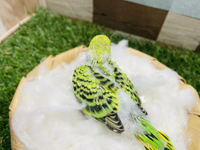 セキセイインコ
