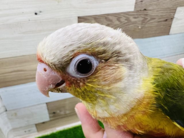 ホオミドリウロコインコ